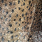 Liz Jordan women's faux Fur Leopard Print jacket size S. Great Cond. - Come Sell Nearly Anything